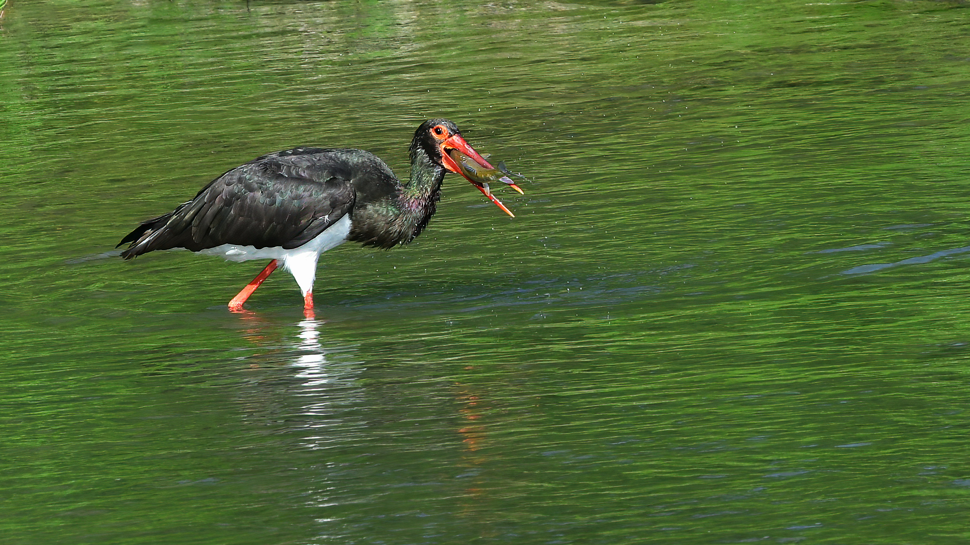 Black Stork — Ana fotoğraf